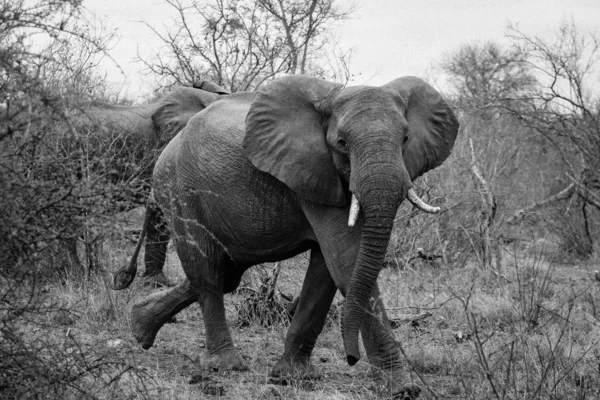 Fekete-fehér közepén Vértes shot egy gyönyörű elefánt séta egy vadon élő erdő Dél-Afrika — Stock Fotó