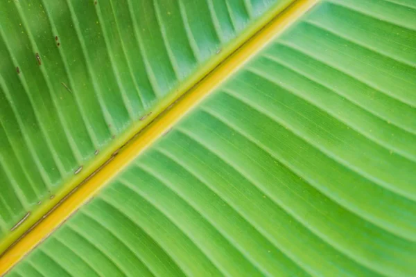 Closeup tiro de uma bela folha verde molhada grande - papel de parede natural perfeito ou fundo — Fotografia de Stock