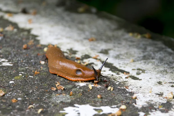 Muoversi lentamente — Foto Stock