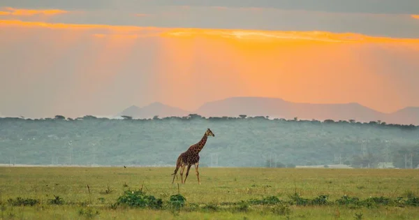 Giraff vandring i en dal med solnedgång bakgrund — Stockfoto