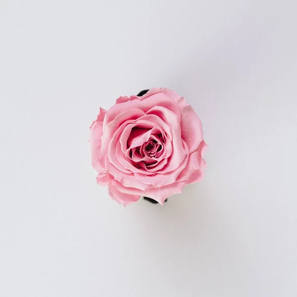 Beautiful single isolated pink rose on a pure white background - perfect wallpaper