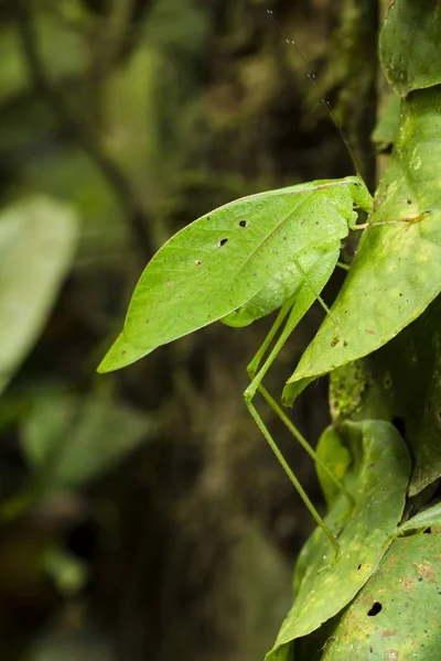 Levélutánzó katydid, Orophus tesselatus — Stock Fotó