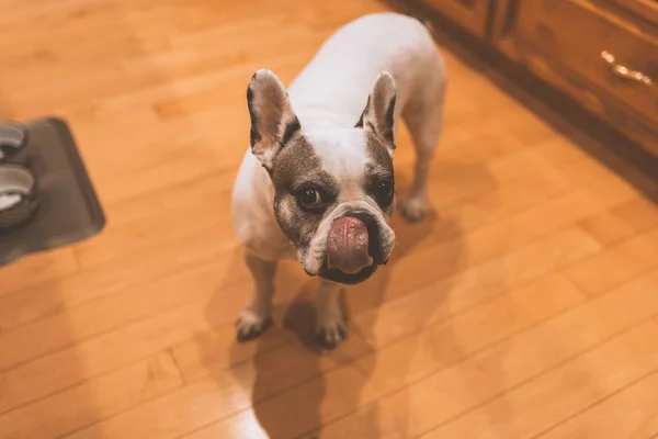 Gros plan d'un bouledogue français blanc avec la langue sortie — Photo