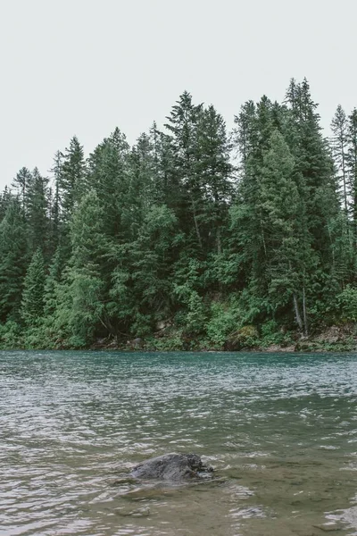 Colpo Verticale Una Roccia Acqua Pulito Foresta Con Alberi Alto — Foto Stock