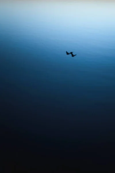 水中の黒い鳥の垂直ショット — ストック写真