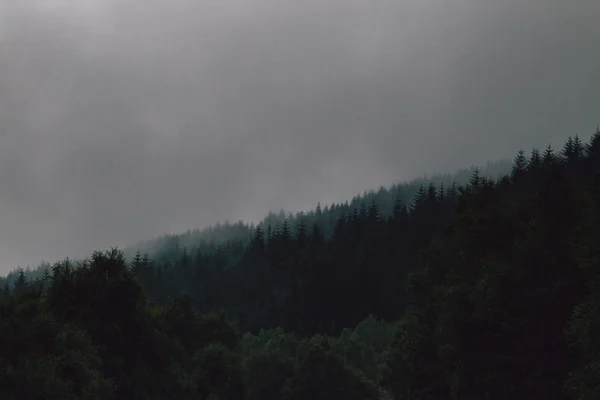 Grande tiro de uma floresta de abeto abaixo de um céu cinza — Fotografia de Stock
