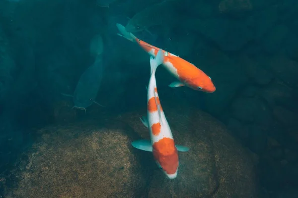 Primo piano colpo di koi colorato tipo di pesce che nuota in acqua — Foto Stock