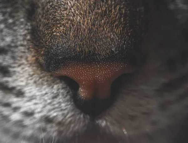 El primer plano extremo de una nariz peluda felina — Foto de Stock