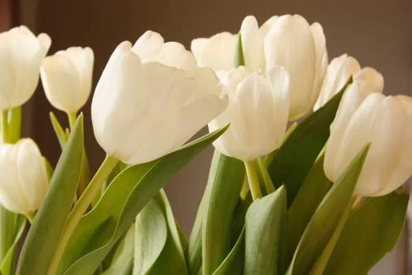 Closeup of white tulip flowers with green leaves