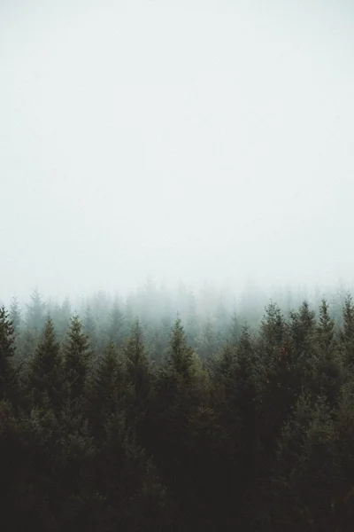 Beautiful dark foggy forest with pine trees and shallow sky with space for text