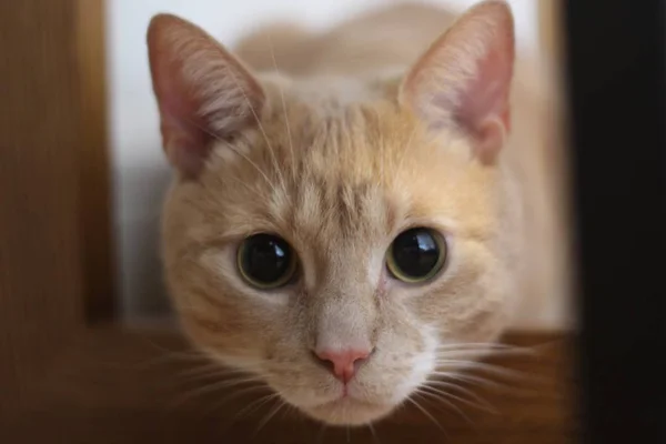 A closeup of a cute cat face looking at the camera