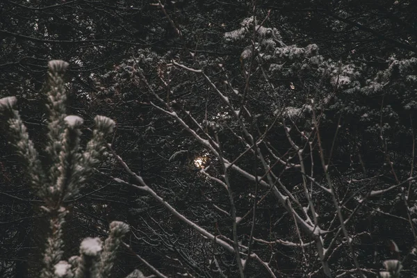 Schmelzender Schnee im Wald — Stockfoto