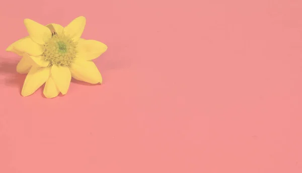 Girassol florescendo no fundo rosa — Fotografia de Stock