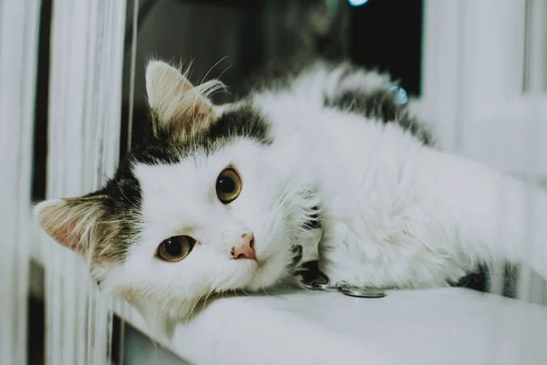 Konec záběru bílé kočky s pohledem na fotoaparát, který leží na bílém povrchu — Stock fotografie