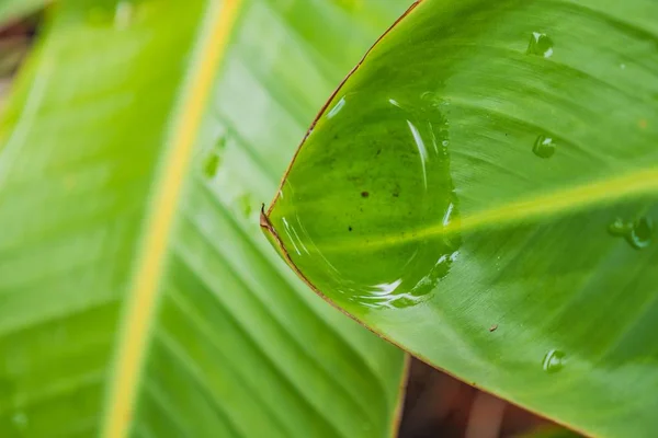 Primo piano colpo di una grande bella foglia verde bagnato - perfetta carta da parati naturale o sfondo — Foto Stock