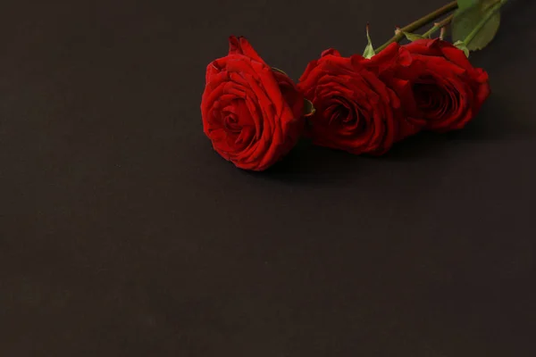 Rosas rojas sobre fondo negro — Foto de Stock