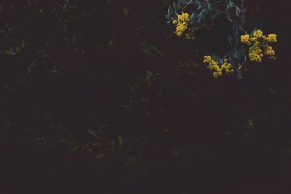 Beau cliché de branches de fleurs jaunes sur le dessus et de verdure sombre en arrière-plan — Photo