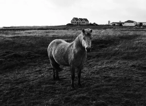 Un simpatico pony in piedi in un campo — Foto Stock