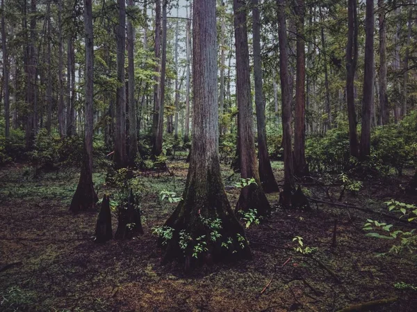 Schöner Wald mit hohen Bäumen umgeben von Pflanzen — Stockfoto