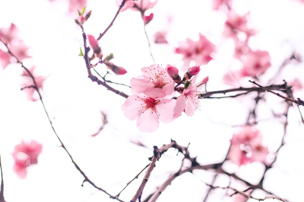 Flor de cerezo — Foto de Stock