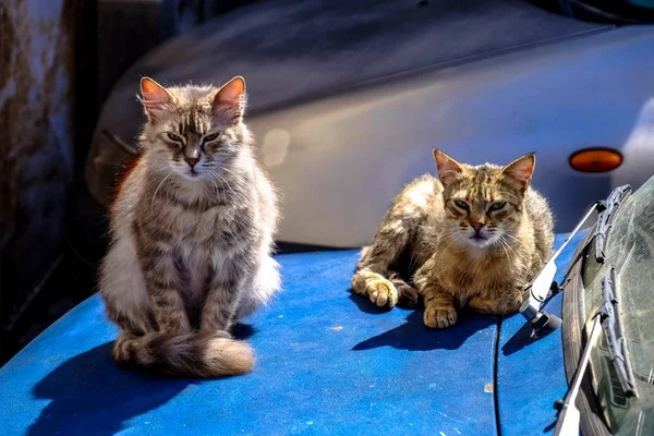 Close shot of two grumpy cats sitting on a blue cat looking at the camera at daytime