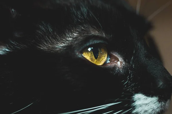 반짝이는 노란 눈을 가진 검은 털이 많은 고양이의 클로즈업 샷 — 스톡 사진
