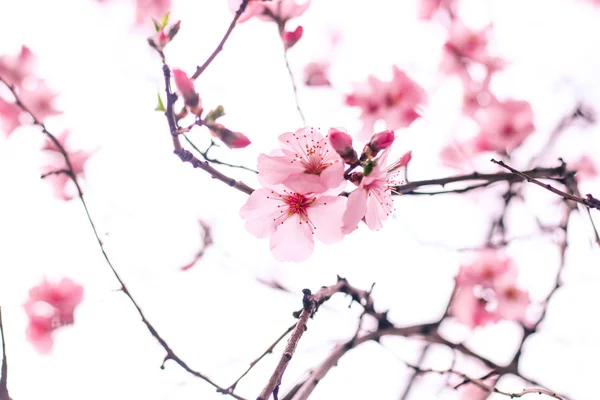 Cherry blossom Stock Image
