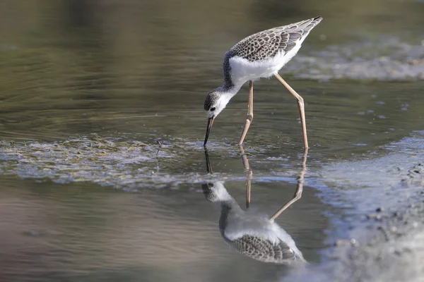 Recentemente crescido juvenil preto alado stilt Himantopus himantopus — Fotografia de Stock