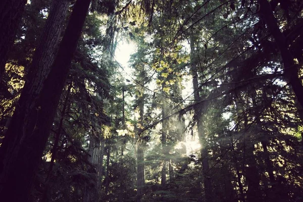 Mooie foto van bomen in een bos — Stockfoto