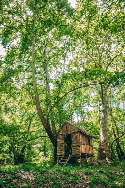 Маленька дерев'яна хатина в зеленому лісі — стокове фото