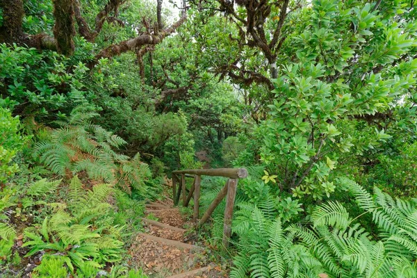 Bella foto di scale nel bosco circondato da alberi e piante — Foto Stock