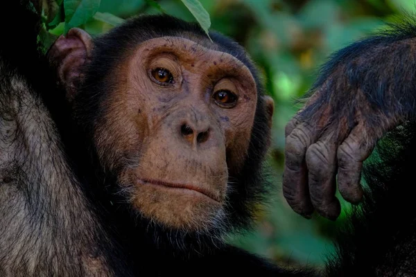 ぼやけた自然な背景を持つカメラを見ている猿のクローズアップショット — ストック写真
