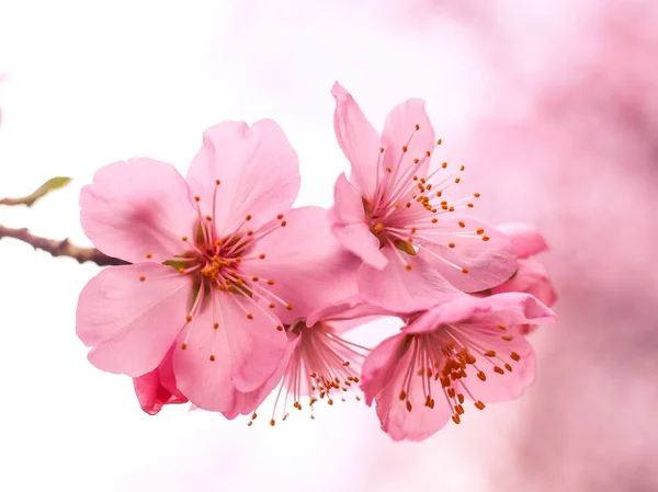 Flor de cerezo — Foto de Stock