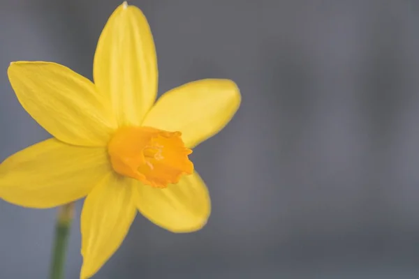 黄色水仙花的特写镜头 — 图库照片