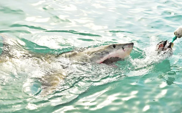 大白鲨追逐肉诱饵和突破海面. — 图库照片