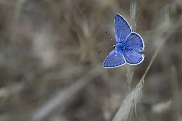 Südliches Blau (polyommatus celina)), — Stockfoto