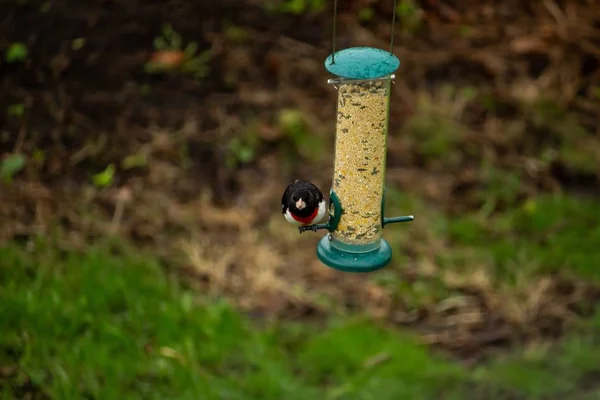 Nahaufnahme eines schwarzen Vogels, der auf einem Vogelfutterhäuschen mit verschwommenem und grasbewachsenem Hintergrund sitzt — Stockfoto