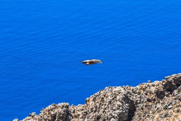 Krásný záběr ptáka letící přes útes a moře za slunečného dne — Stock fotografie