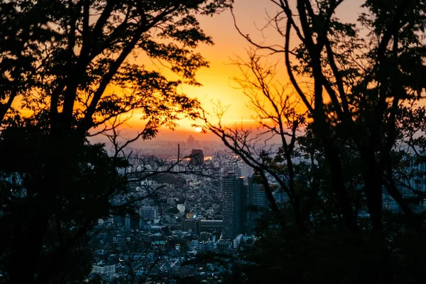 나무와 푸른 초목에서 찍은 일몰에 찍은 아름다운 바다 사진 — 스톡 사진