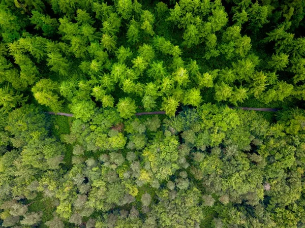 Tiro Aéreo Uma Estrada Meio Floresta Durante Dia — Fotografia de Stock