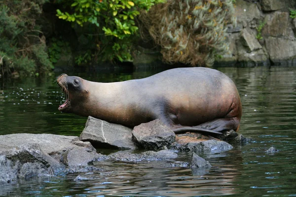 Shouting sea lion