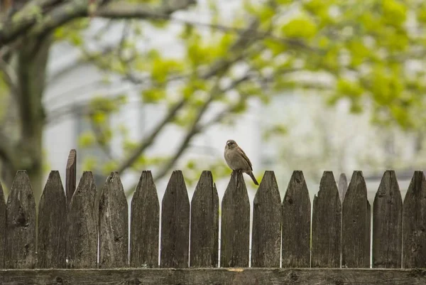 Sparrow empoleirado em uma cerca de madeira com árvores no fundo — Fotografia de Stock