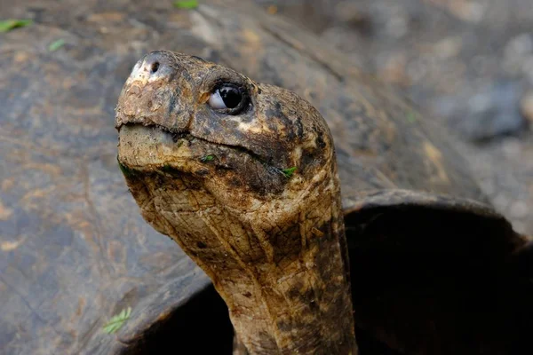 Κοντινά πλάνα ενός κεφαλιού χελώνας που κοιτάζει την κάμερα με θολή φόντο — Φωτογραφία Αρχείου