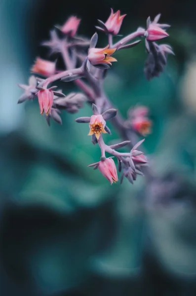 Gros plan d'une belle branche de plante domestique — Photo