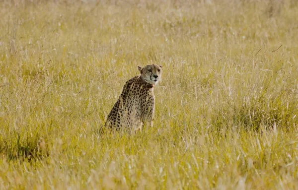 Cheetah sentado no mato olhando para trás — Fotografia de Stock