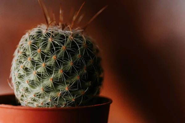 Primer plano de un cactus verde redondo en una maceta marrón —  Fotos de Stock