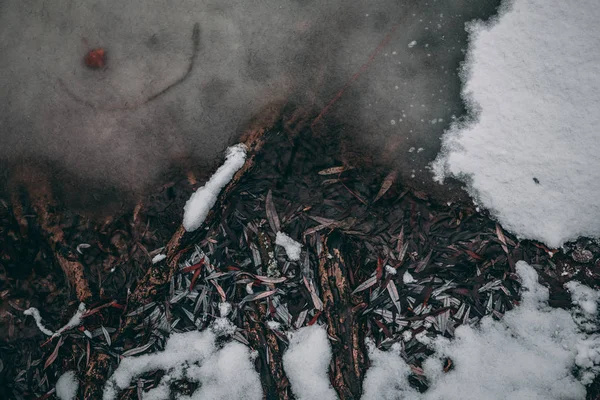 Smältande snö i en skog — Stockfoto