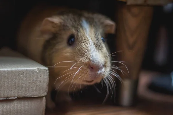 Extreme Nahaufnahme eines Meerschweinchens, das sich unter einem Bett in einem Haus versteckt — Stockfoto