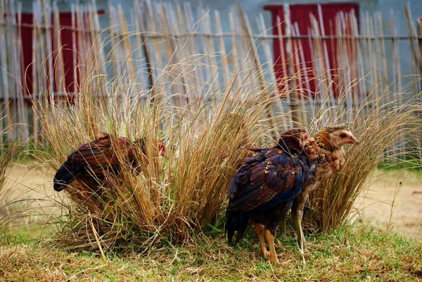 Group of chickens hiding in a tuft of grass. The photo was taken in Montasoa, Madagascar — Stock Photo, Image