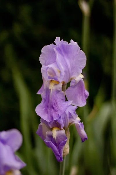 Bela flor lilás crescendo em uma floresta tiro de perto — Fotografia de Stock